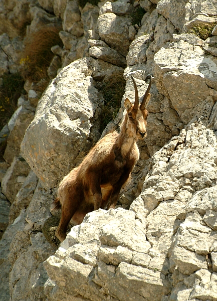 Camoscio d''Abruzzo Rupicapra pyrenaica ornata